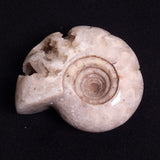 FLUORESCENT AMMONITE, East Timor XAT023