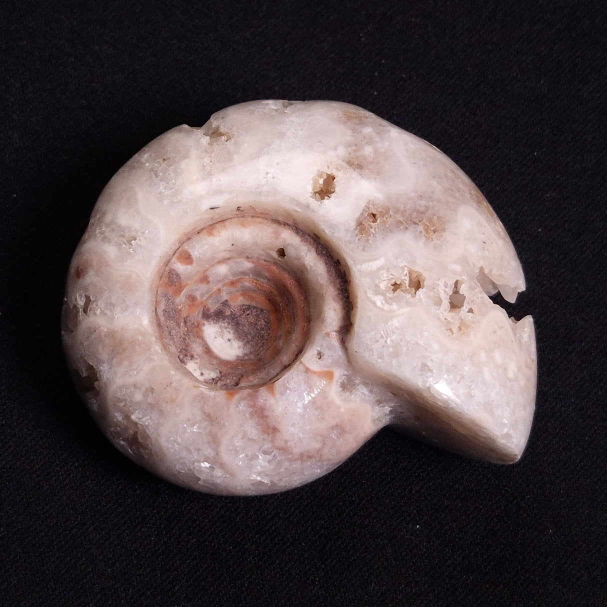 FLUORESCENT AMMONITE, East Timor XAT023