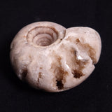 FLUORESCENT AMMONITE, East Timor XAT023