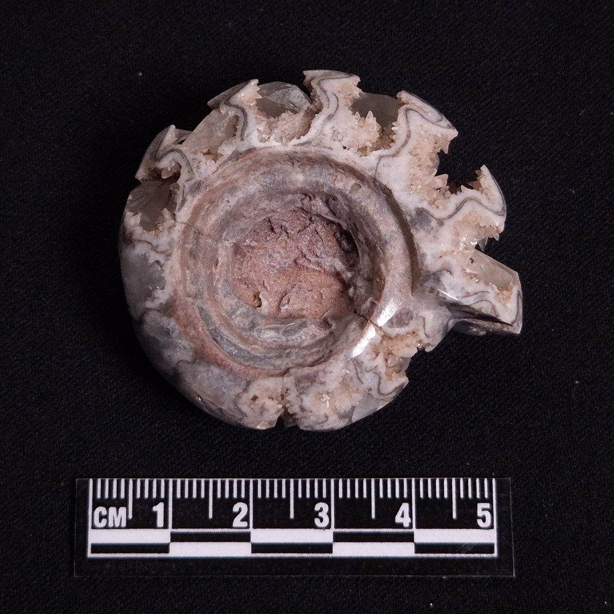 FLUORESCENT AMMONITE, East Timor XAT024