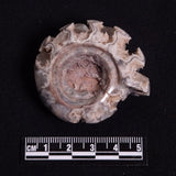 FLUORESCENT AMMONITE, East Timor XAT024