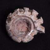 FLUORESCENT AMMONITE, East Timor XAT024