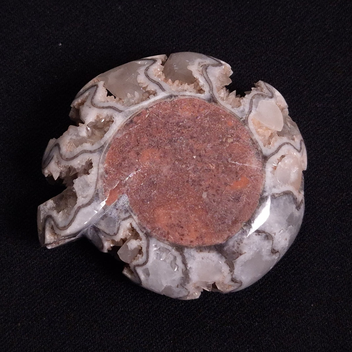 FLUORESCENT AMMONITE, East Timor XAT024