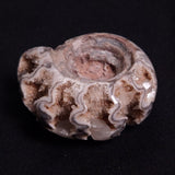 FLUORESCENT AMMONITE, East Timor XAT024