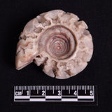 FLUORESCENT AMMONITE, East Timor XAT025