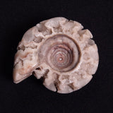 FLUORESCENT AMMONITE, East Timor XAT025