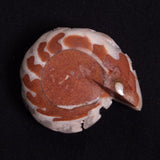 FLUORESCENT AMMONITE, East Timor XAT025