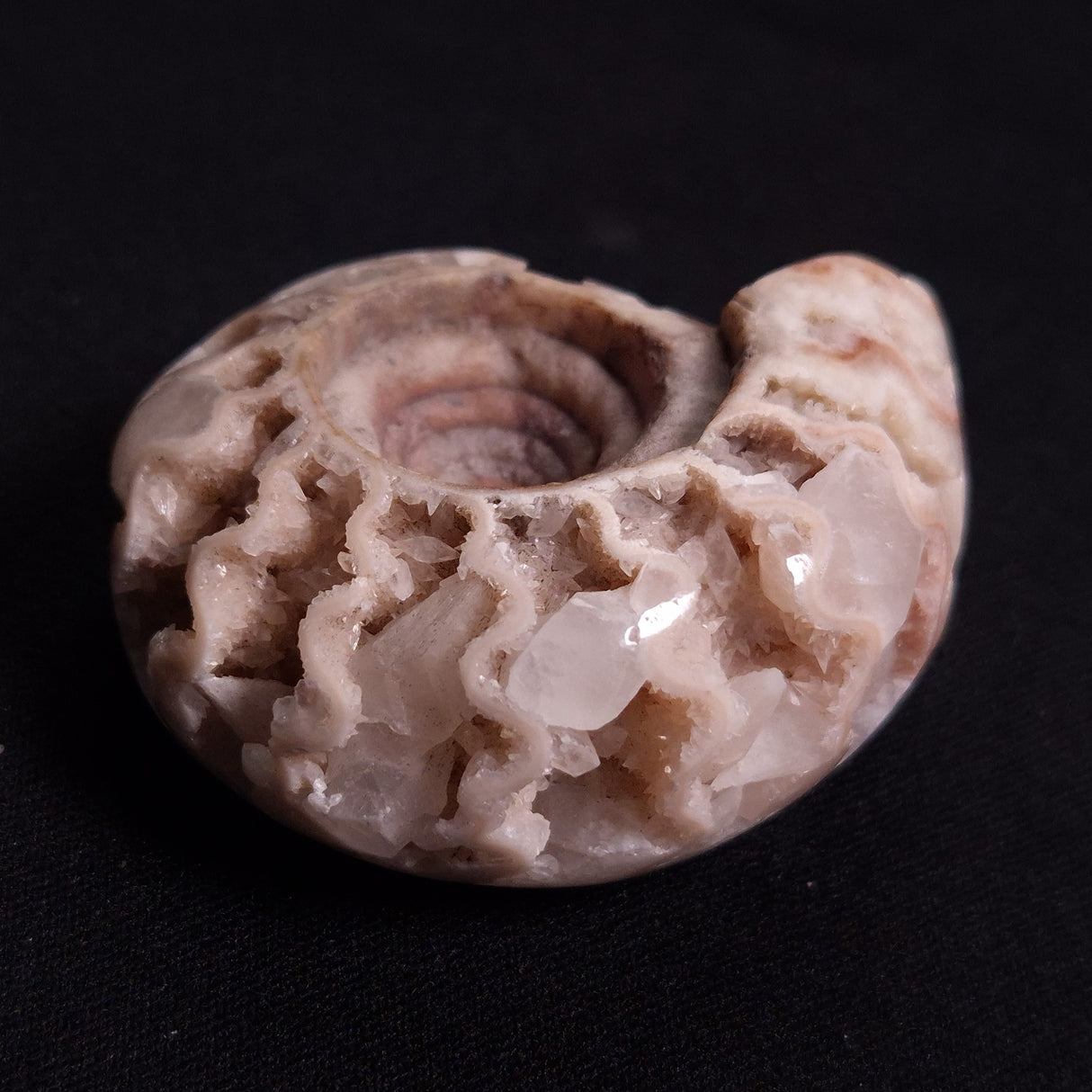 FLUORESCENT AMMONITE, East Timor XAT025