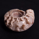 FLUORESCENT AMMONITE, East Timor XAT025