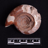 FLUORESCENT AMMONITE, East Timor XAT026