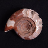 FLUORESCENT AMMONITE, East Timor XAT026