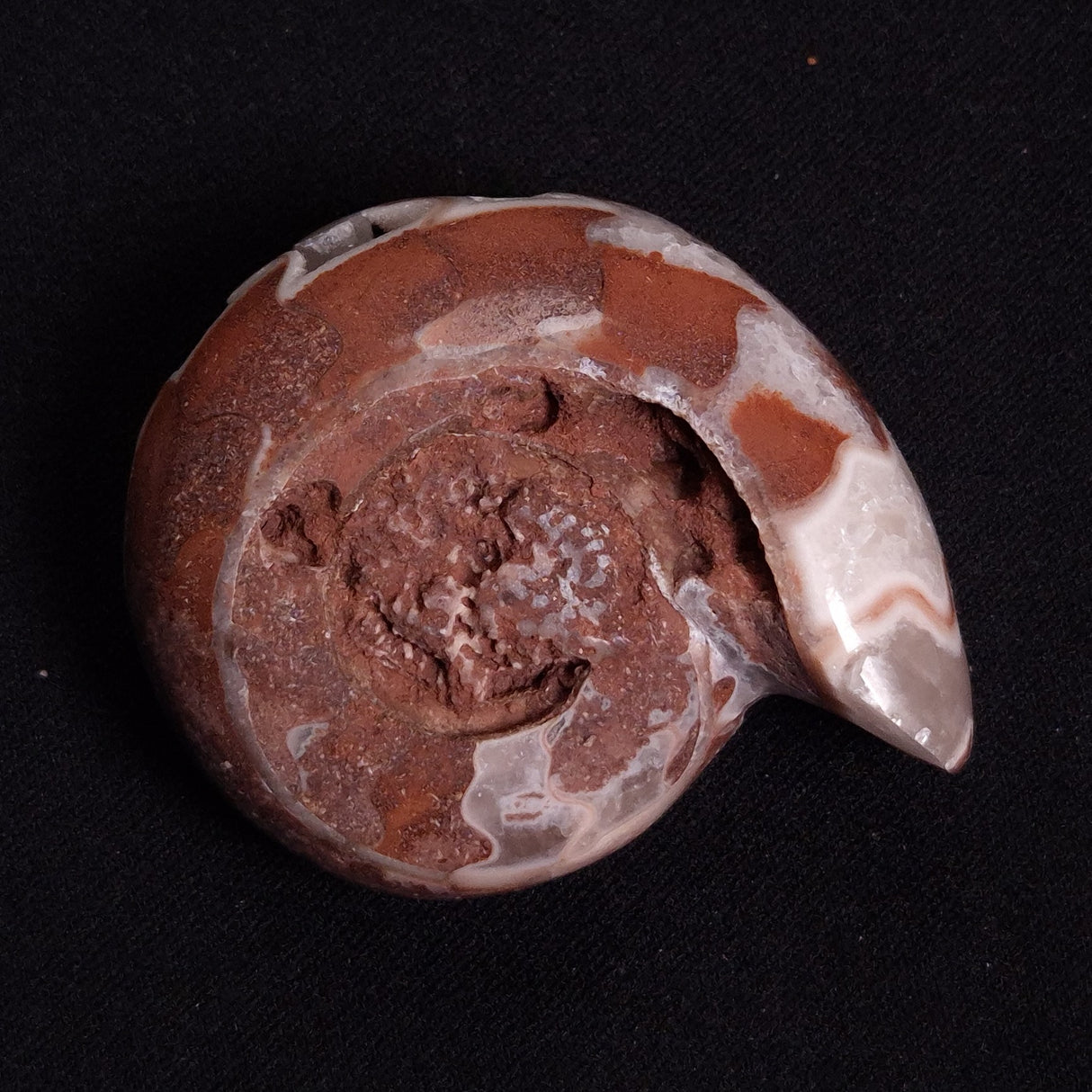 FLUORESCENT AMMONITE, East Timor XAT026