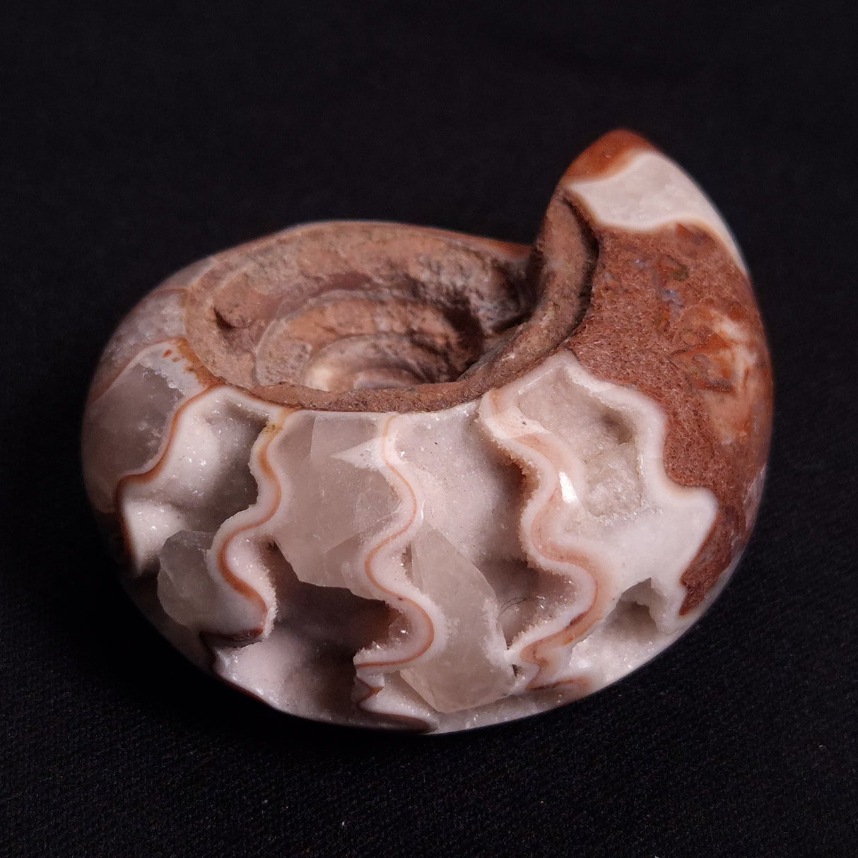 FLUORESCENT AMMONITE, East Timor XAT026