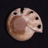 FLUORESCENT AMMONITE, East Timor XAT027