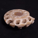 FLUORESCENT AMMONITE, East Timor XAT027