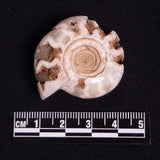 FLUORESCENT AMMONITE, East Timor XAT028