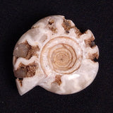 FLUORESCENT AMMONITE, East Timor XAT028