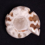 FLUORESCENT AMMONITE, East Timor XAT028