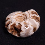 FLUORESCENT AMMONITE, East Timor XAT028