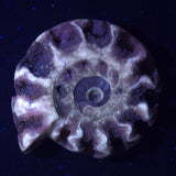 FLUORESCENT AMMONITE, East Timor XAT021