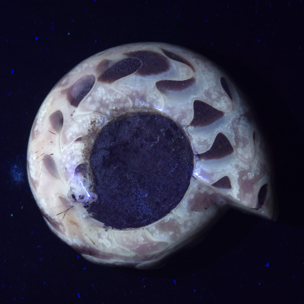 FLUORESCENT AMMONITE, East Timor XAT021