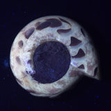 FLUORESCENT AMMONITE, East Timor XAT021