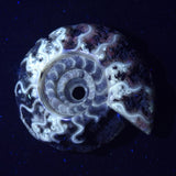 FLUORESCENT AMMONITE, East Timor XAT022