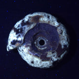 FLUORESCENT AMMONITE, East Timor XAT022
