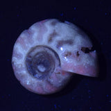 FLUORESCENT AMMONITE, East Timor XAT023