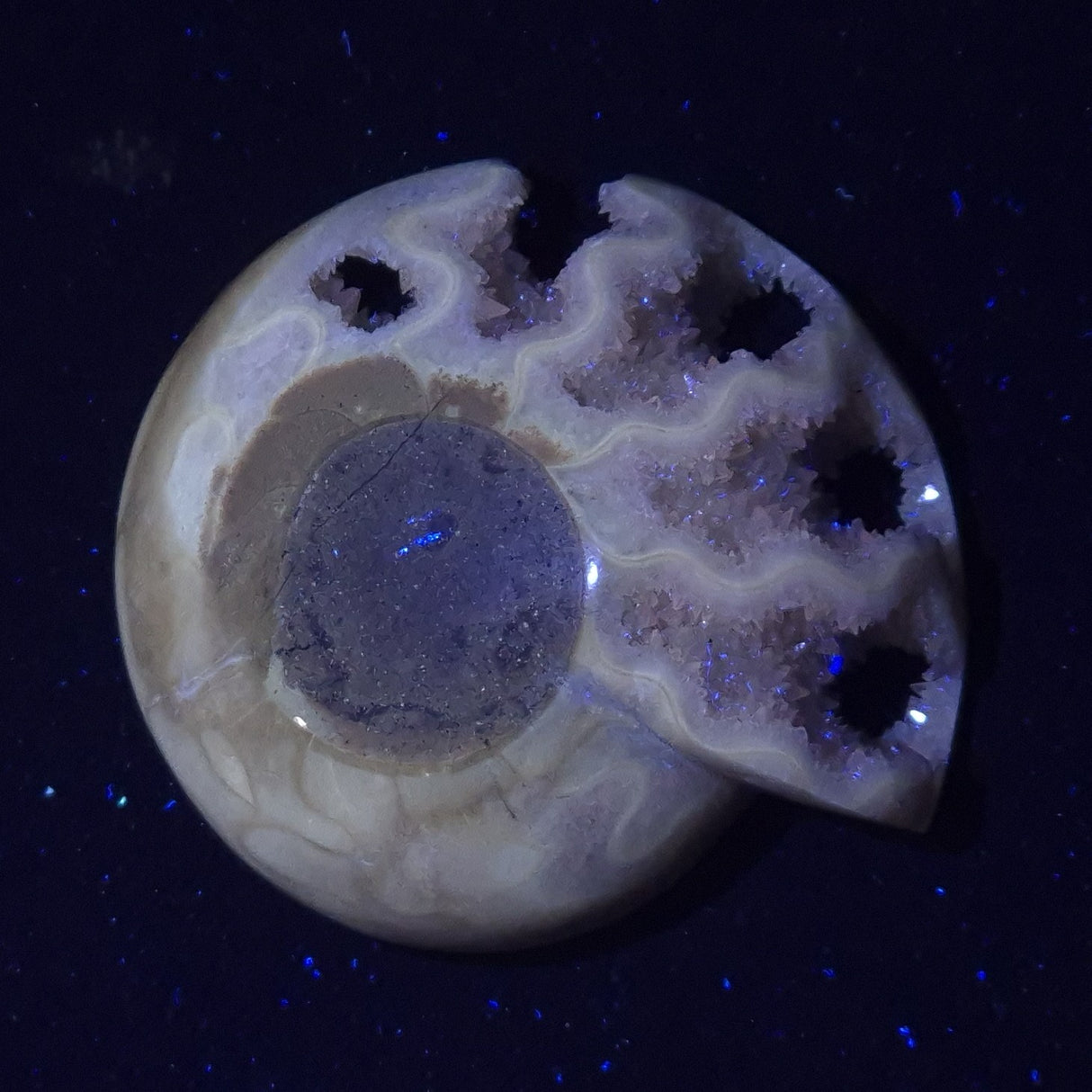 FLUORESCENT AMMONITE, East Timor XAT027