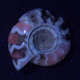 FLUORESCENT AMMONITE, East Timor XAT028