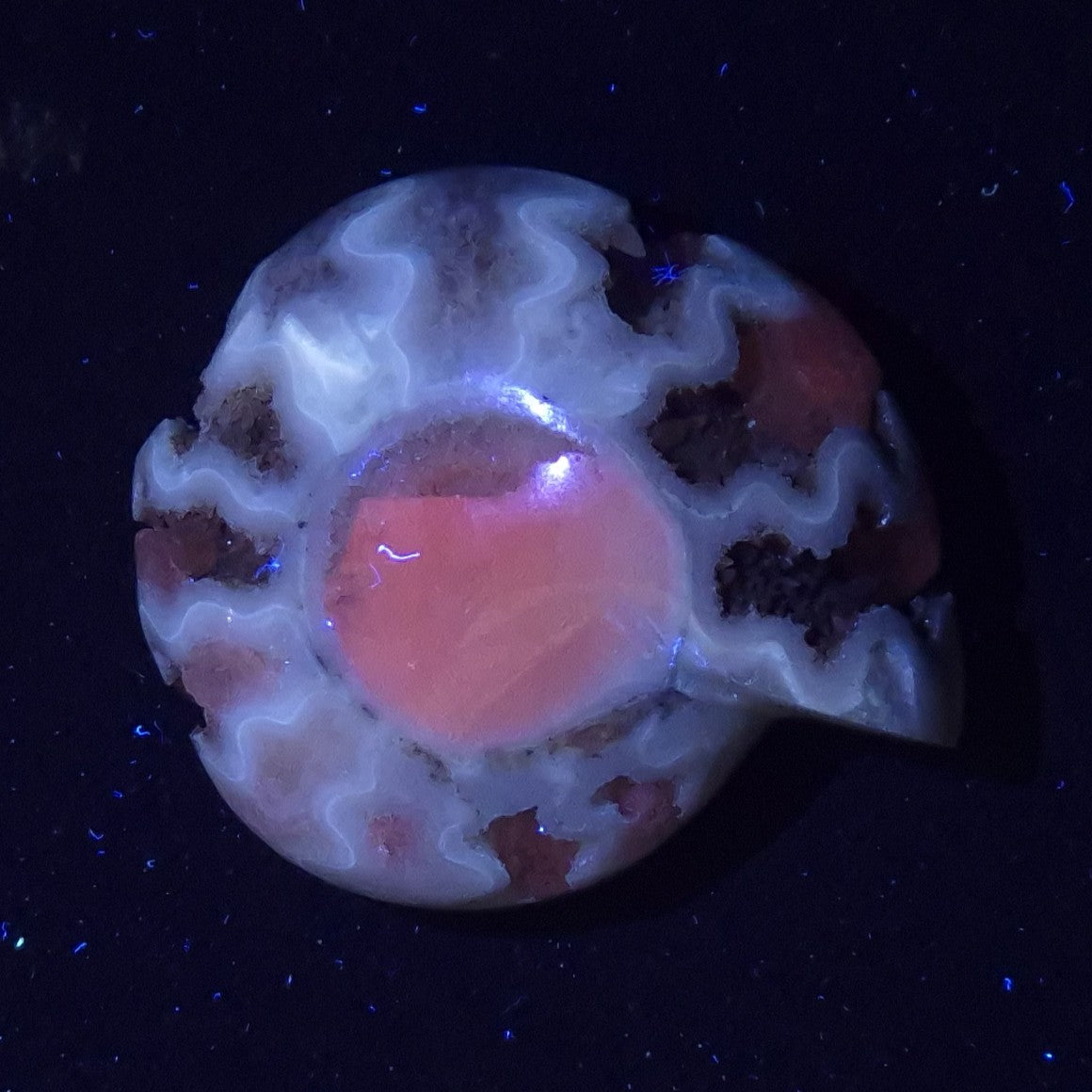 FLUORESCENT AMMONITE, East Timor XAT028