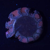FLUORESCENT AMMONITE, East Timor XAT024