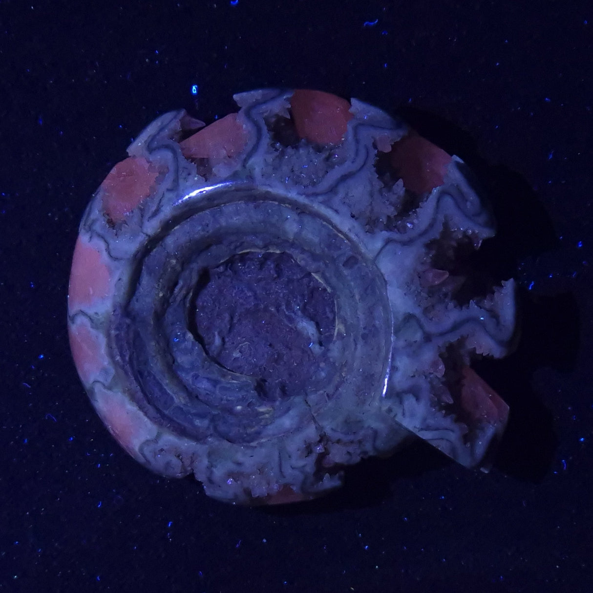 FLUORESCENT AMMONITE, East Timor XAT024