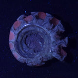 FLUORESCENT AMMONITE, East Timor XAT024