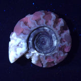 FLUORESCENT AMMONITE, East Timor XAT025