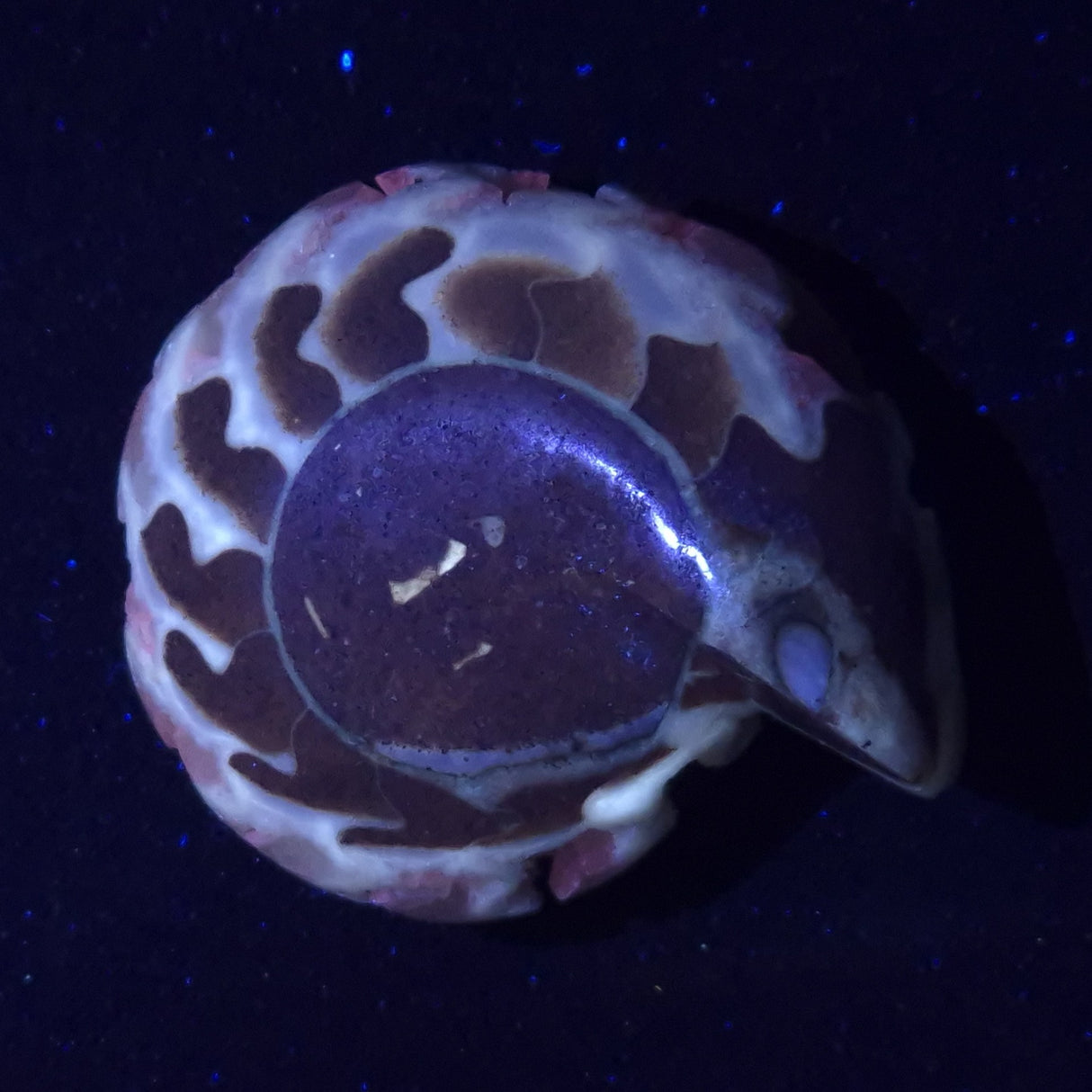 FLUORESCENT AMMONITE, East Timor XAT025