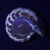 FLUORESCENT AMMONITE, East Timor XAT025