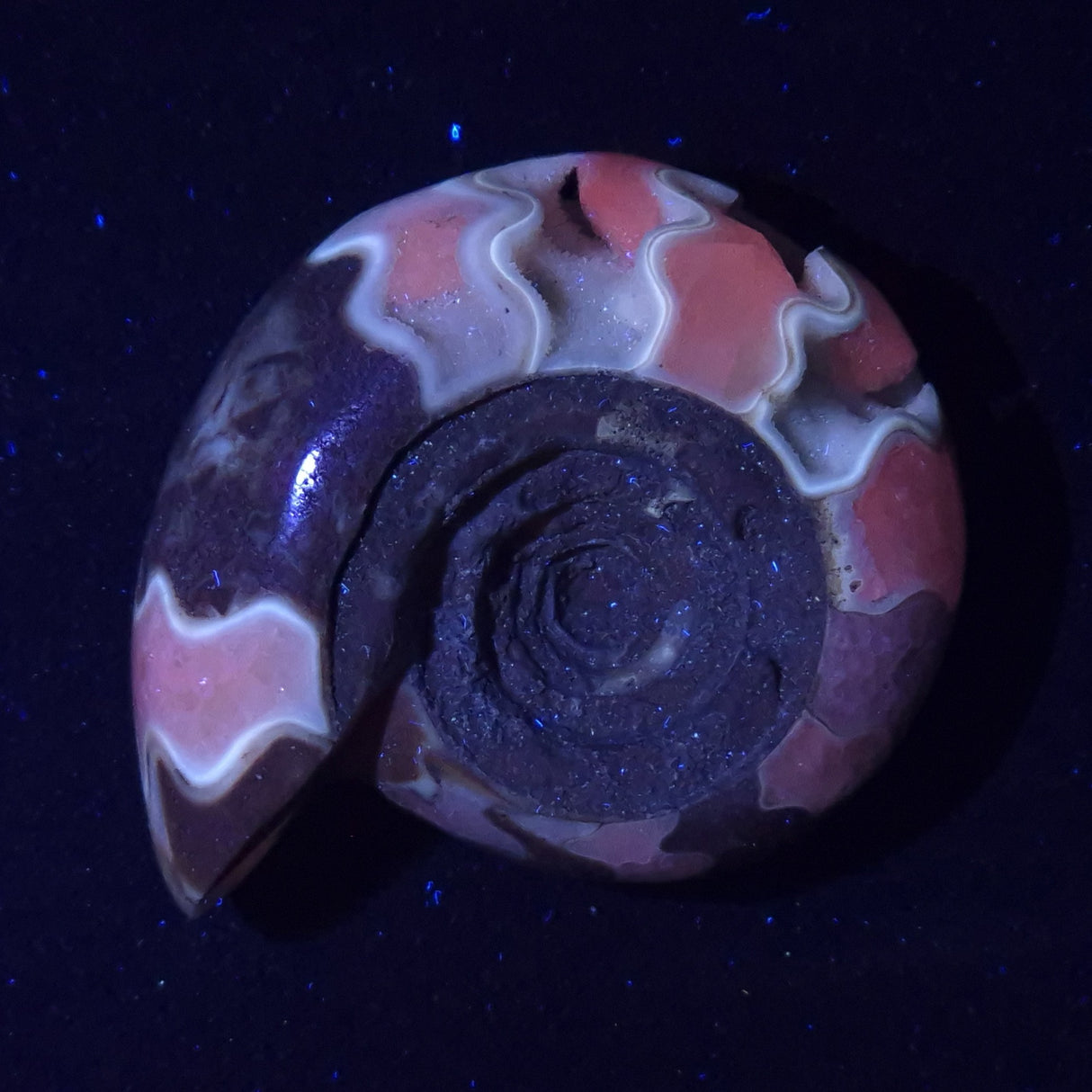 FLUORESCENT AMMONITE, East Timor XAT026