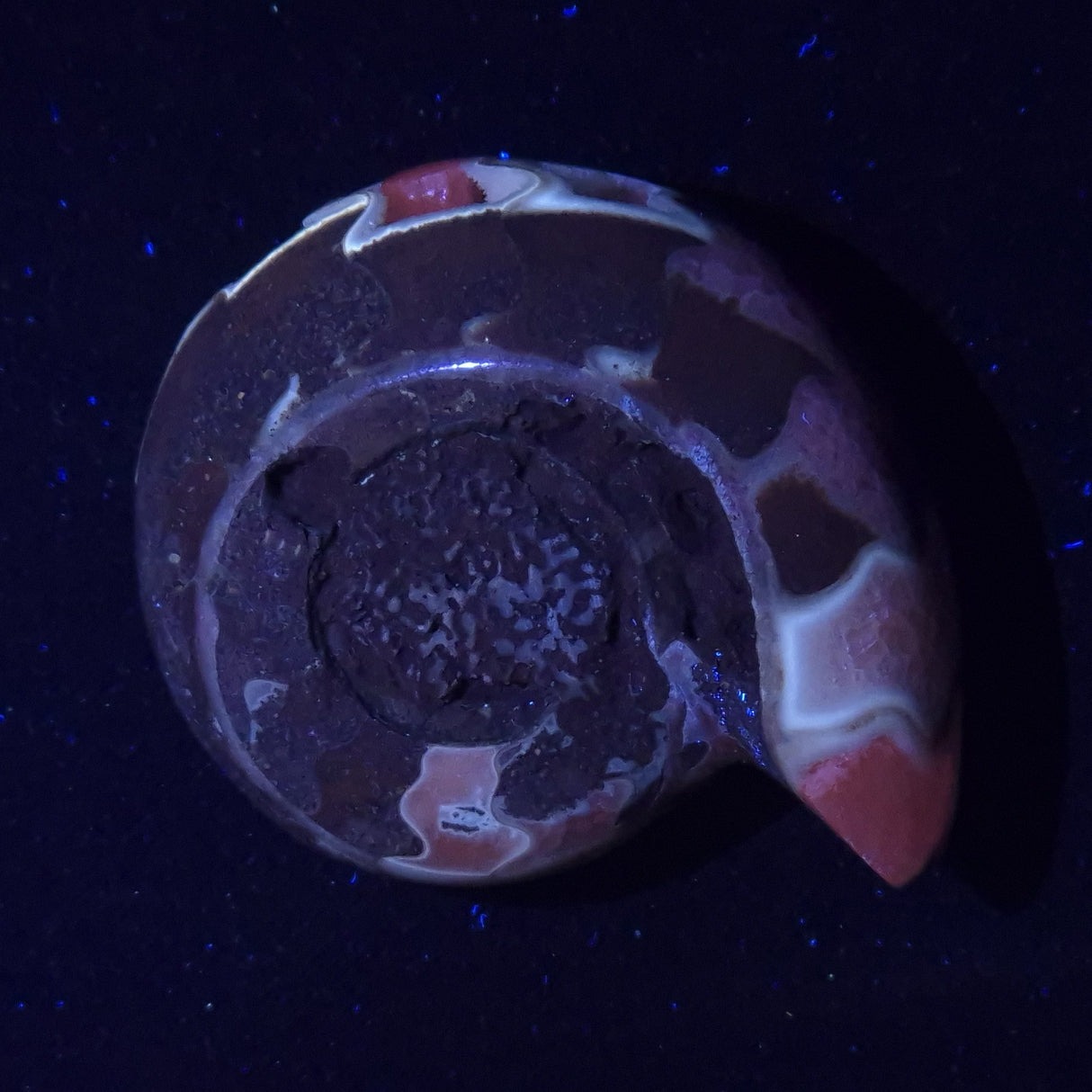 FLUORESCENT AMMONITE, East Timor XAT026