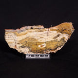 STROMATOLITE MICROBIAL MAT, Strelley Pool Formation, Archean, Australia ZSP013