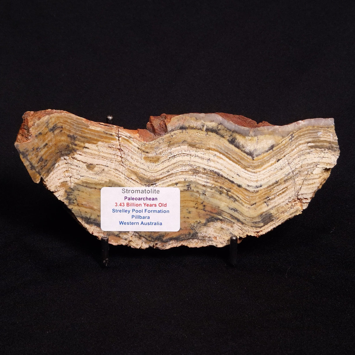 STROMATOLITE MICROBIAL MAT, Strelley Pool Formation, Archean, Australia ZSP013