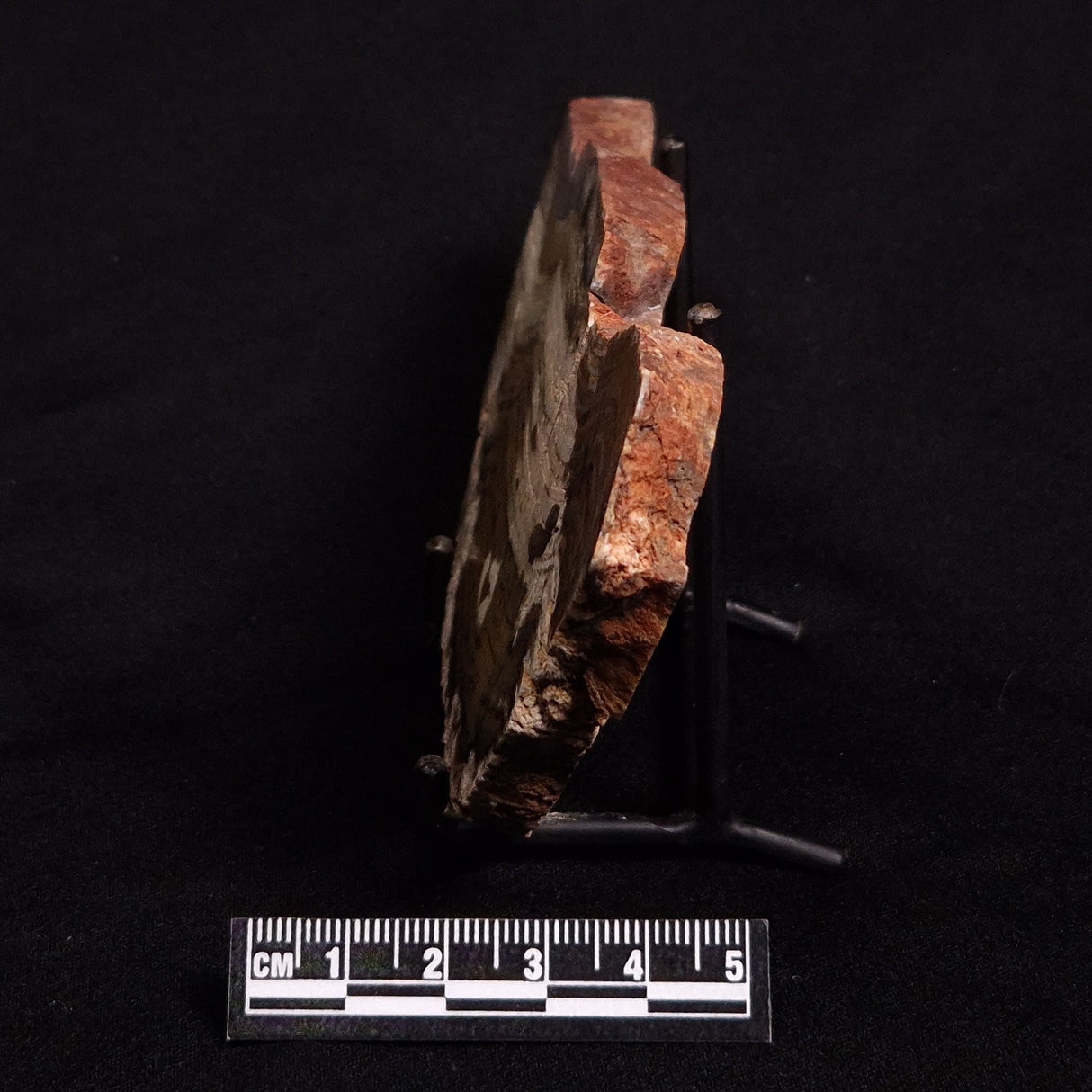 STROMATOLITE MICROBIAL MAT, Strelley Pool Formation, Archean, Australia ZSP013