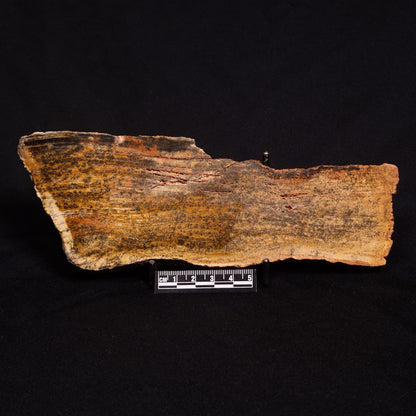 STROMATOLITE MICROBIAL MAT, Strelley Pool Formation, Archean, Australia ZSP014