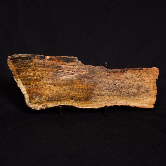STROMATOLITE MICROBIAL MAT, Strelley Pool Formation, Archean, Australia ZSP014