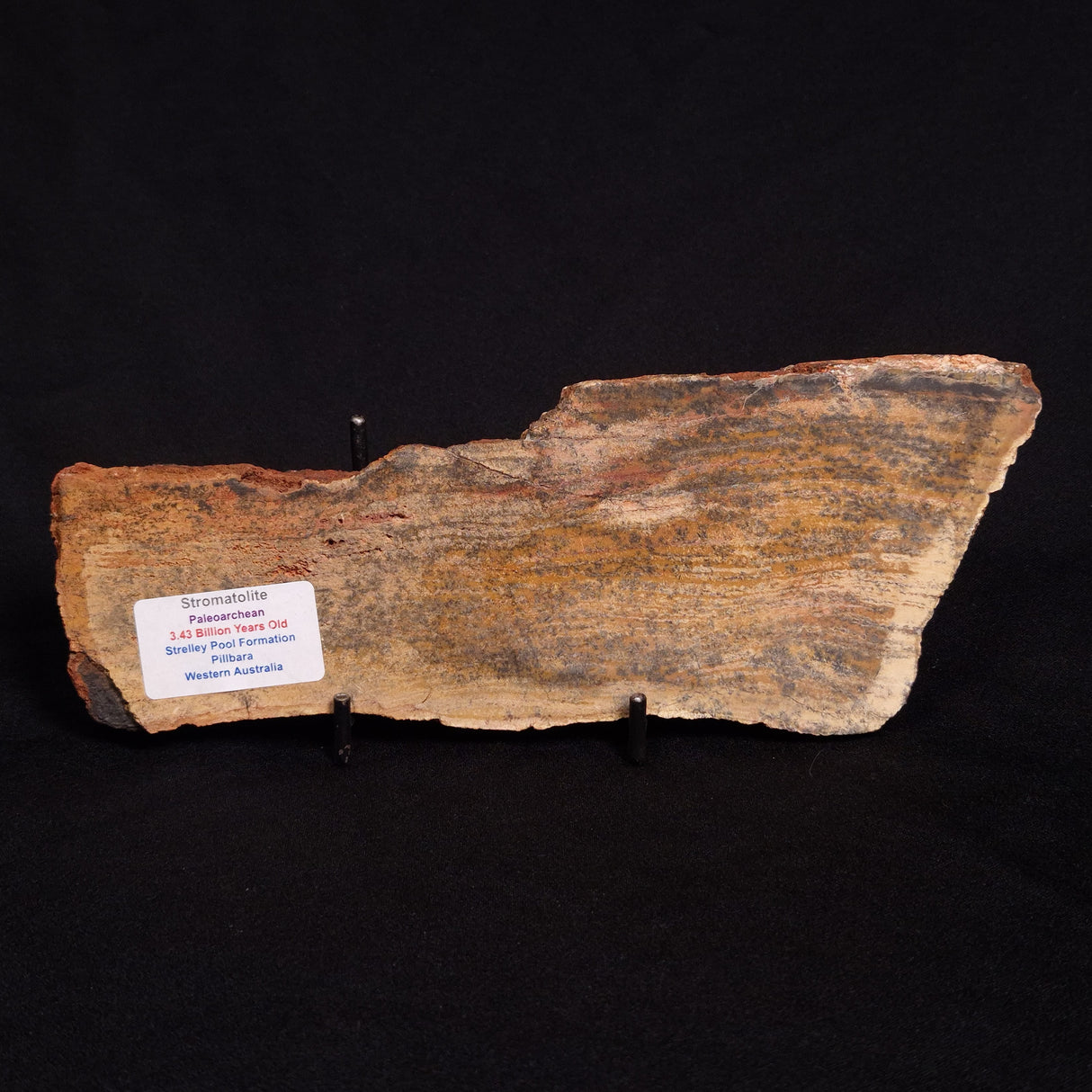 STROMATOLITE MICROBIAL MAT, Strelley Pool Formation, Archean, Australia ZSP014