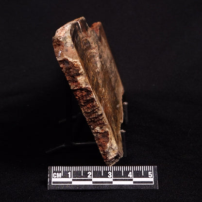 STROMATOLITE MICROBIAL MAT, Strelley Pool Formation, Archean, Australia ZSP014