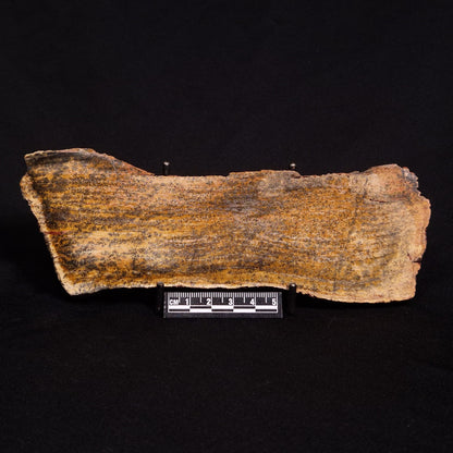 STROMATOLITE MICROBIAL MAT, Strelley Pool Formation, Archean, Australia ZSP015