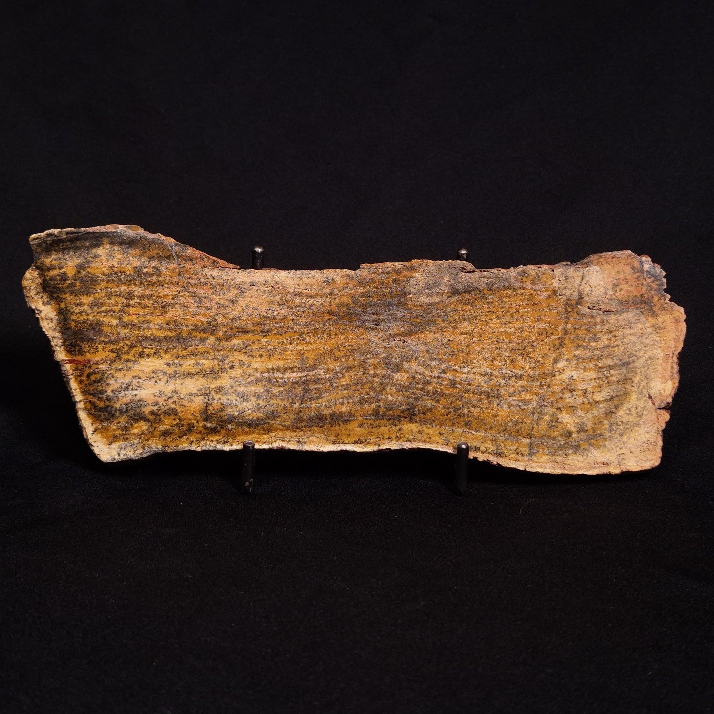 STROMATOLITE MICROBIAL MAT, Strelley Pool Formation, Archean, Australia ZSP015