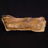 STROMATOLITE MICROBIAL MAT, Strelley Pool Formation, Archean, Australia ZSP015